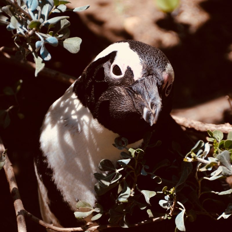 Boulders Beach - Pinguine